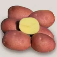 Картофель сорта Белла Роса
