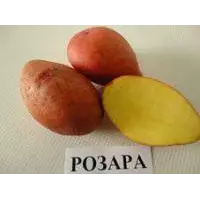 Картофель семенной Розара